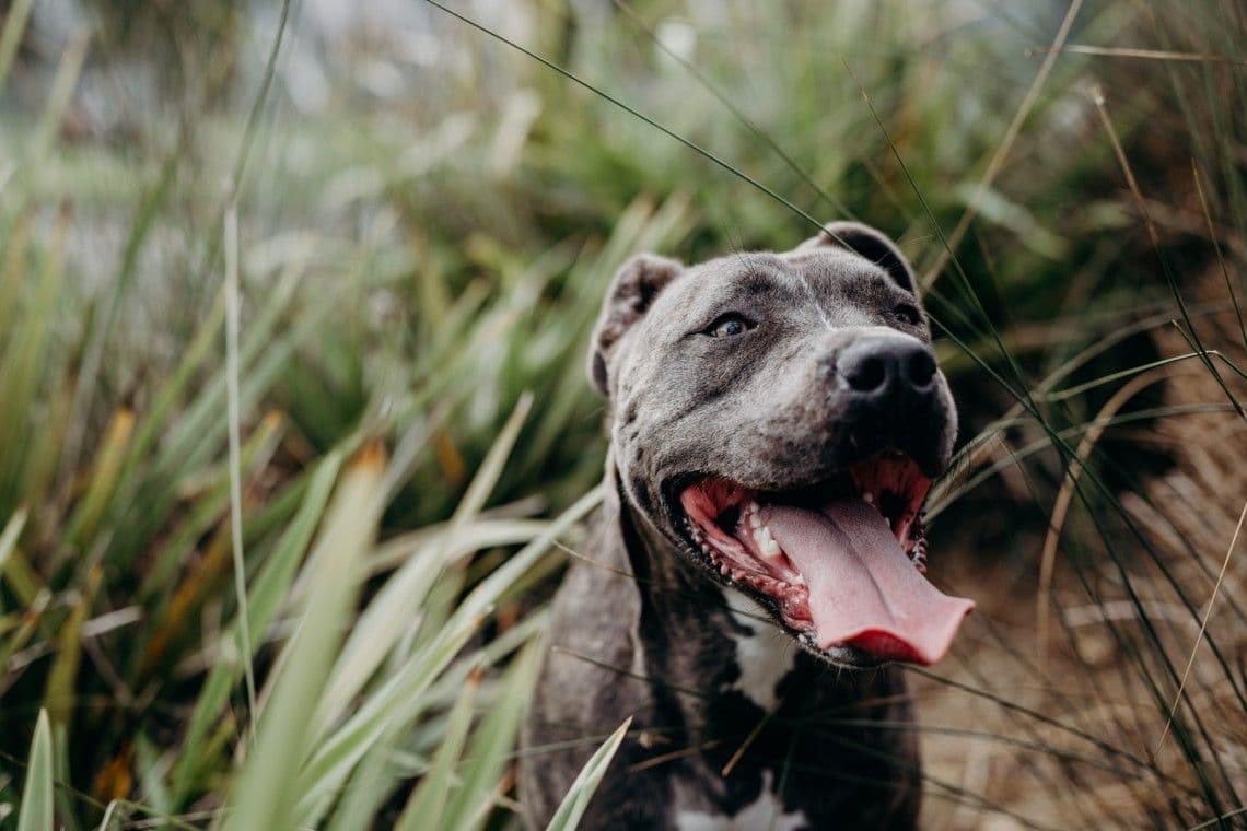 Bronco the dog