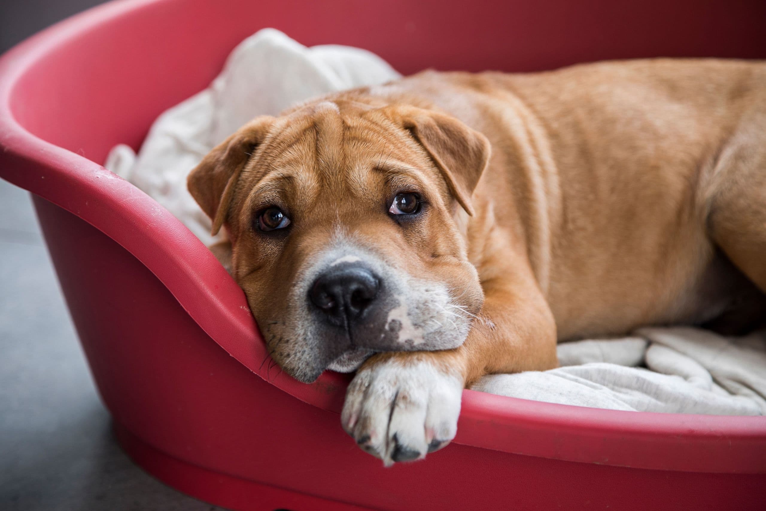 A sad-looking tan dog with soulful eyes rests its head on its paw in a red dog bed.