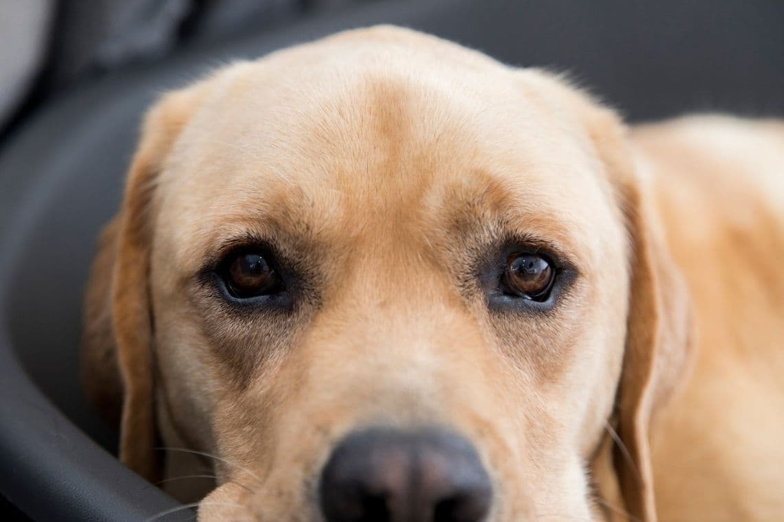 Close-up of a golden Labrador Retriever's face, focusing on its dark, soulful eyes.