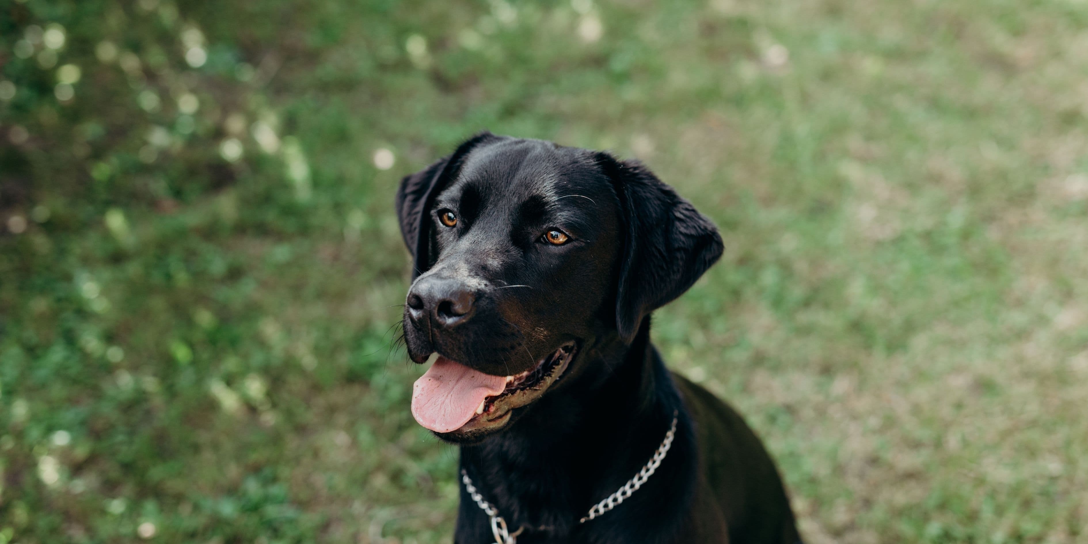 Pet Refuge - Pet Stories - Black dog