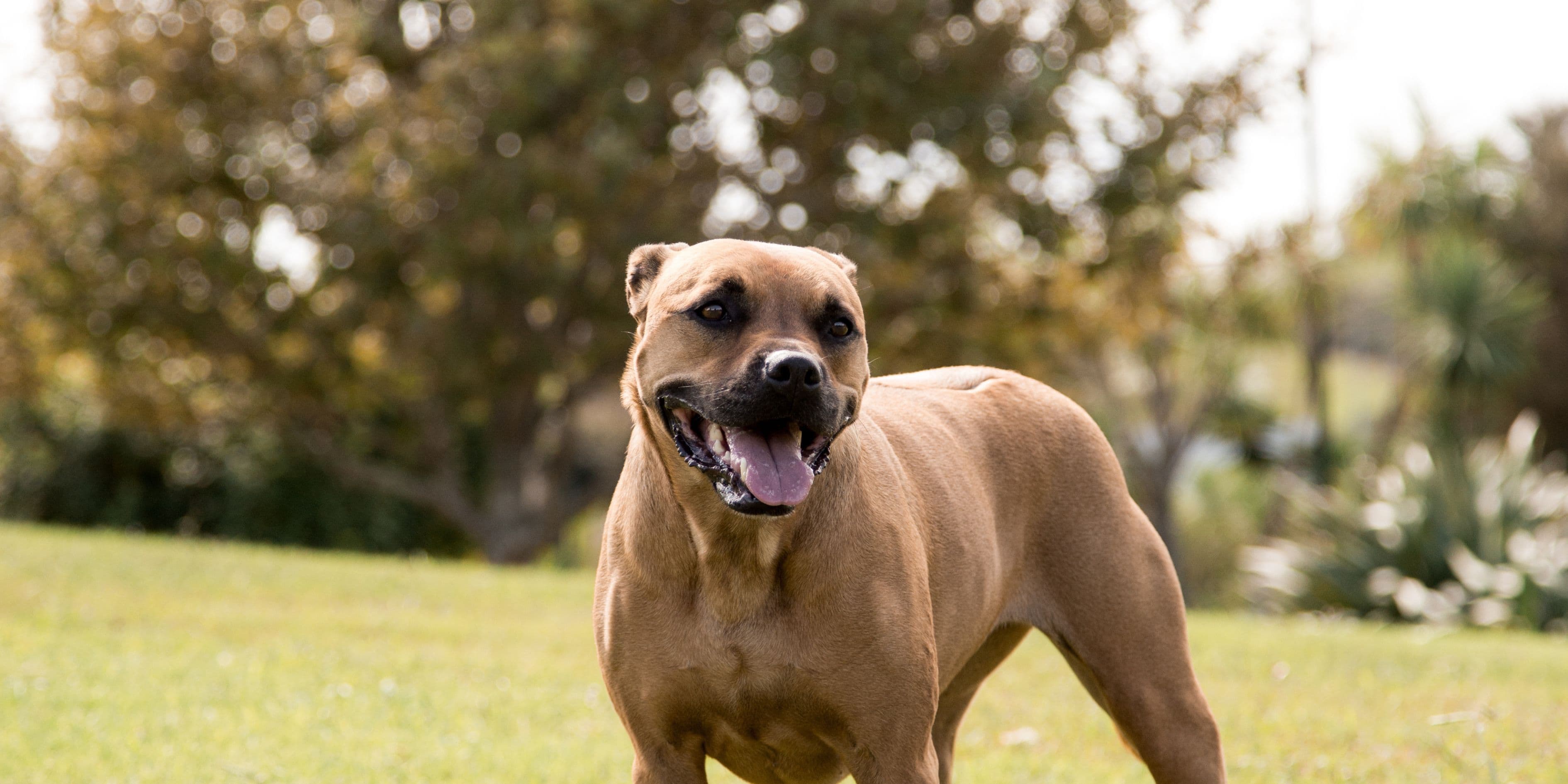 Milo the dog