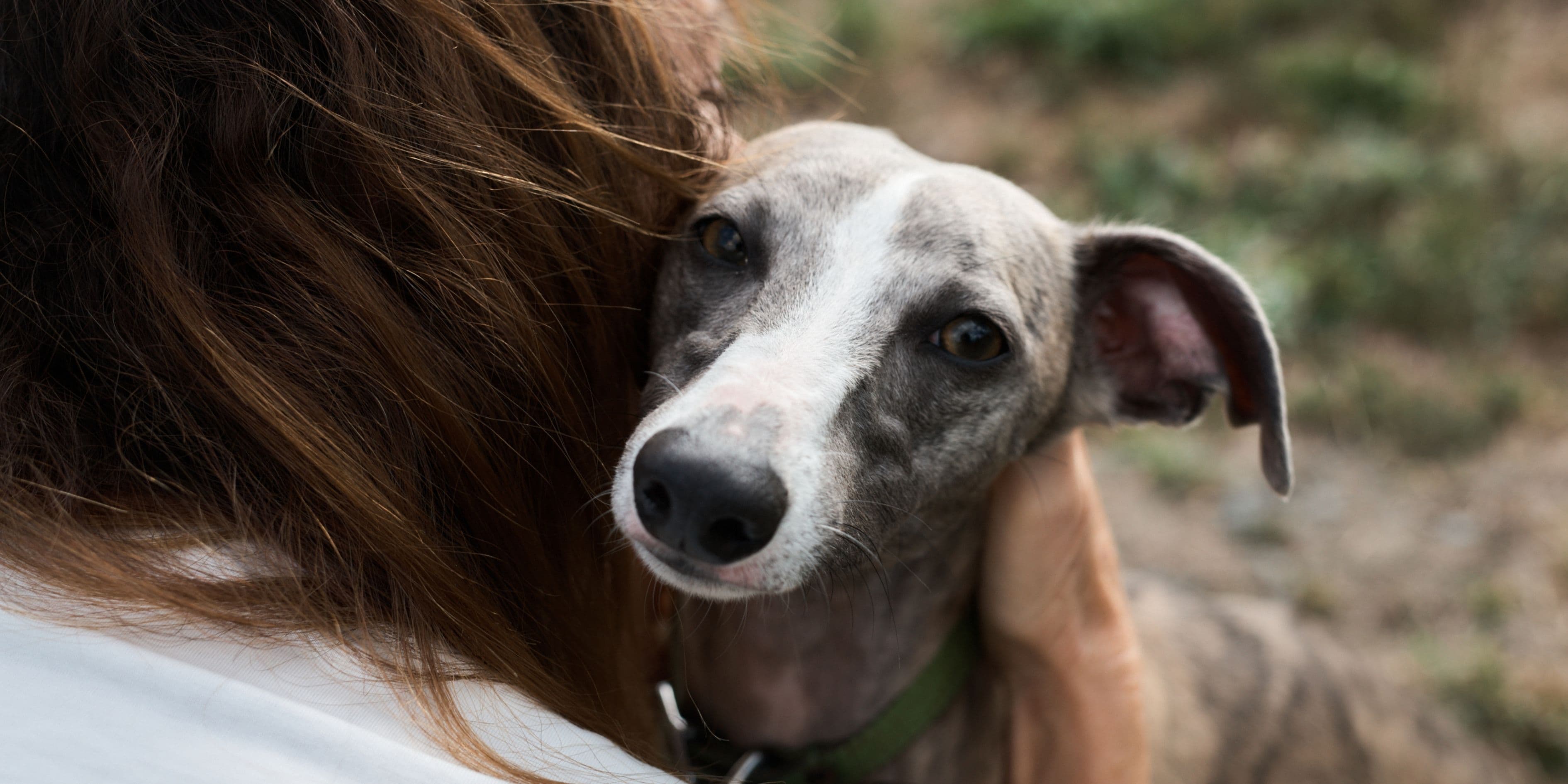 A brindle and white Whippet dog peeks over a person's shoulder.