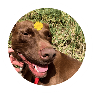 Bear the dog