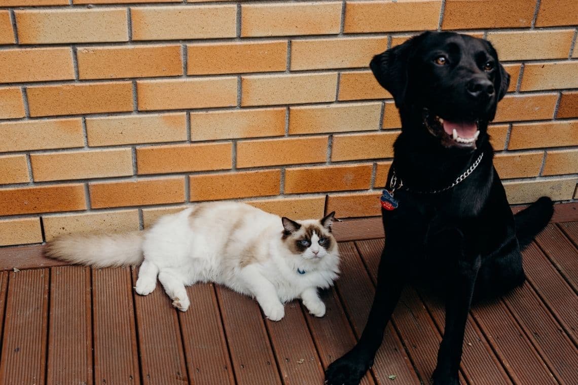 A fluffy Ragdoll cat and a black Labrador dog sit on a wooden deck next to a brick wall.