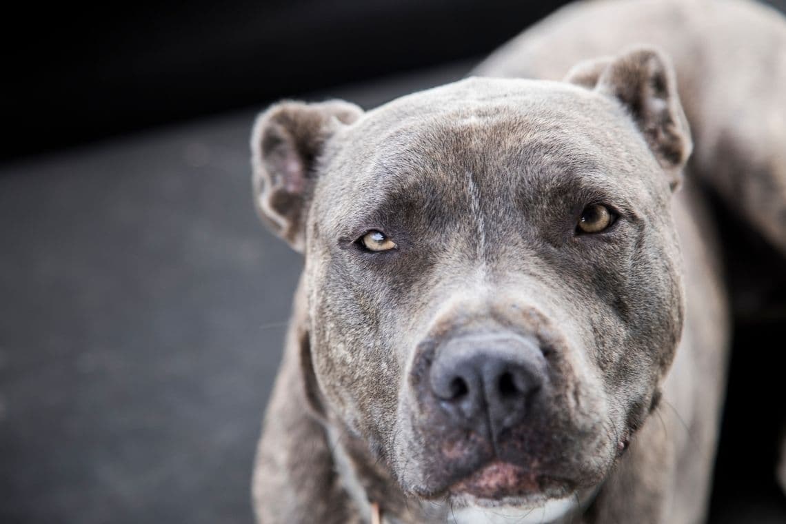 Close-up of a grey pit bull dog with amber eyes looking at the camera.