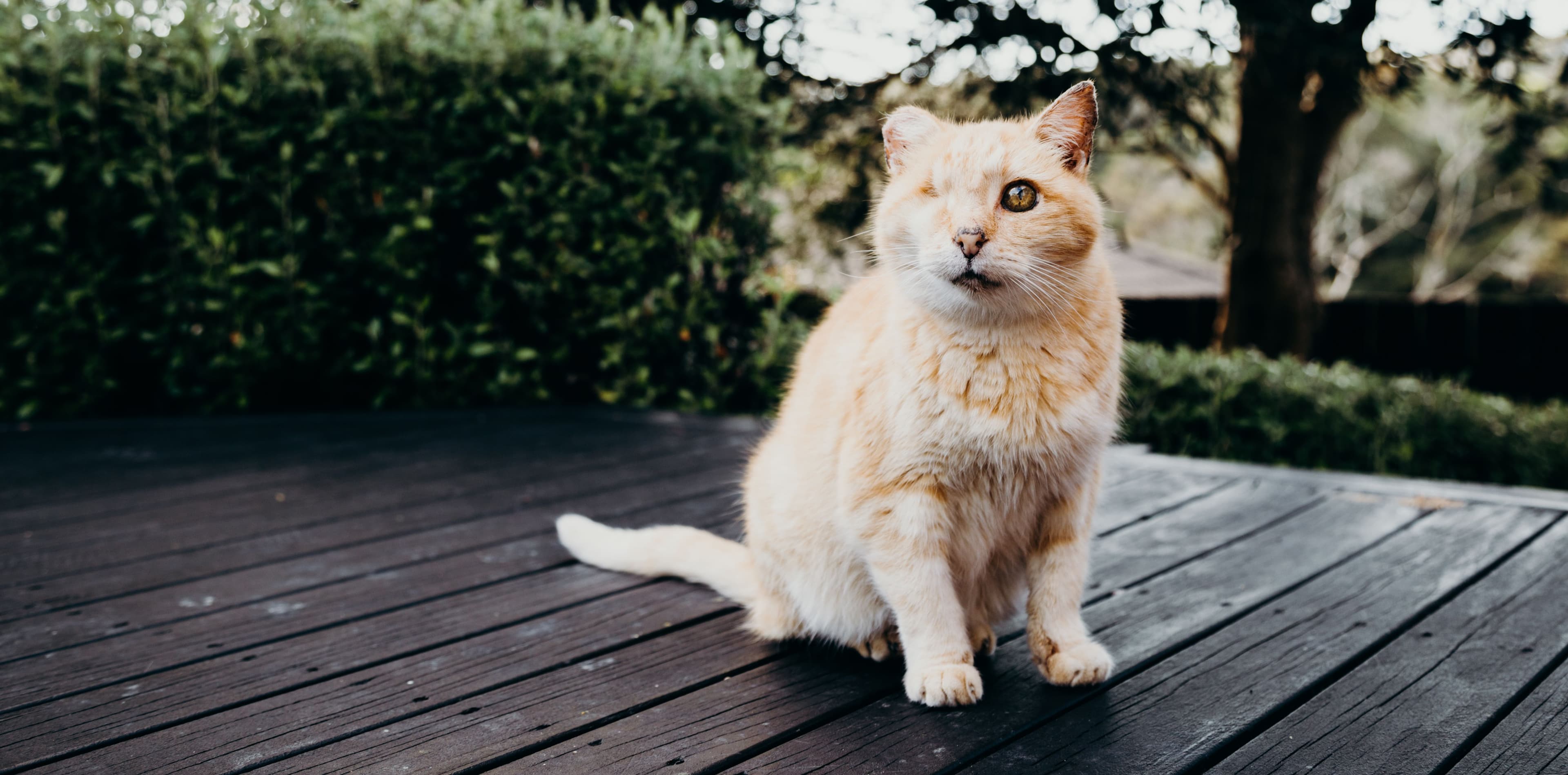 A ginger cat with one eye outdoors about to find safety with Pet Refuge