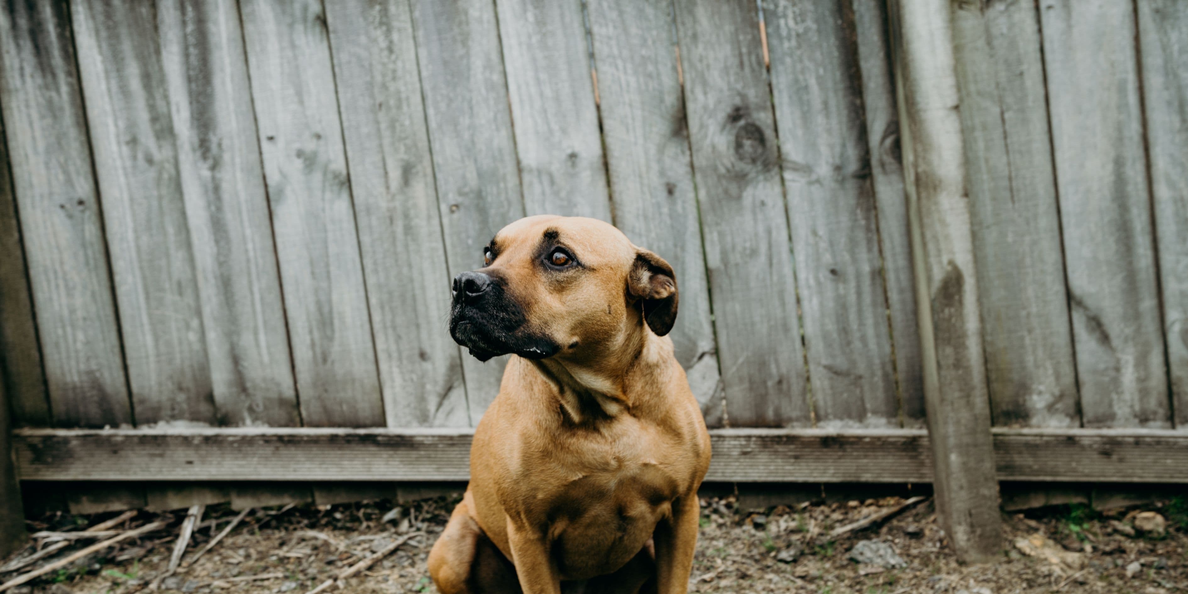 Bodhi the dog
