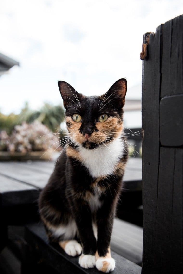 Miso the cat