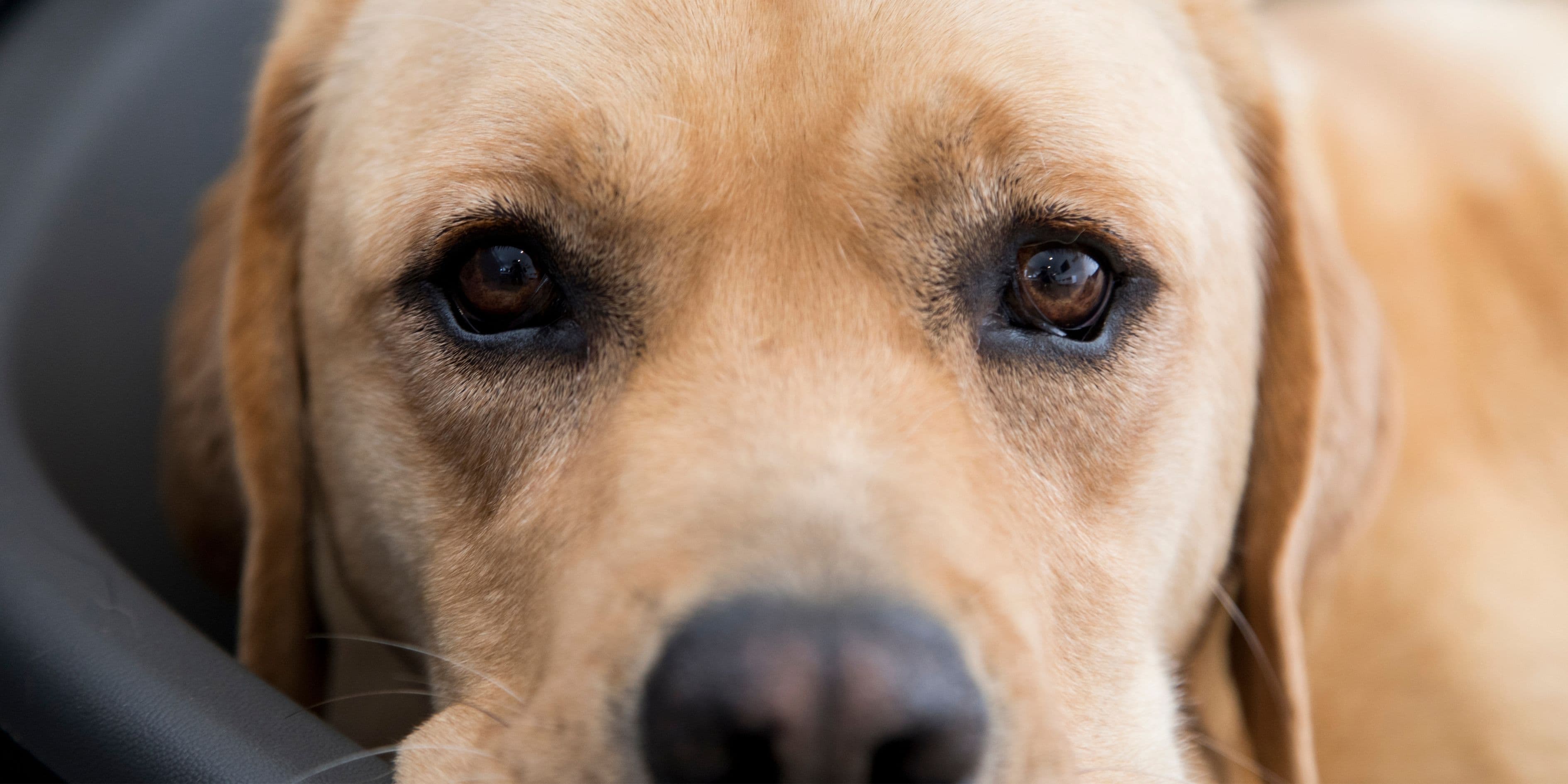 Close-up of a golden Labrador Retriever's face, focusing on its dark, soulful eyes.