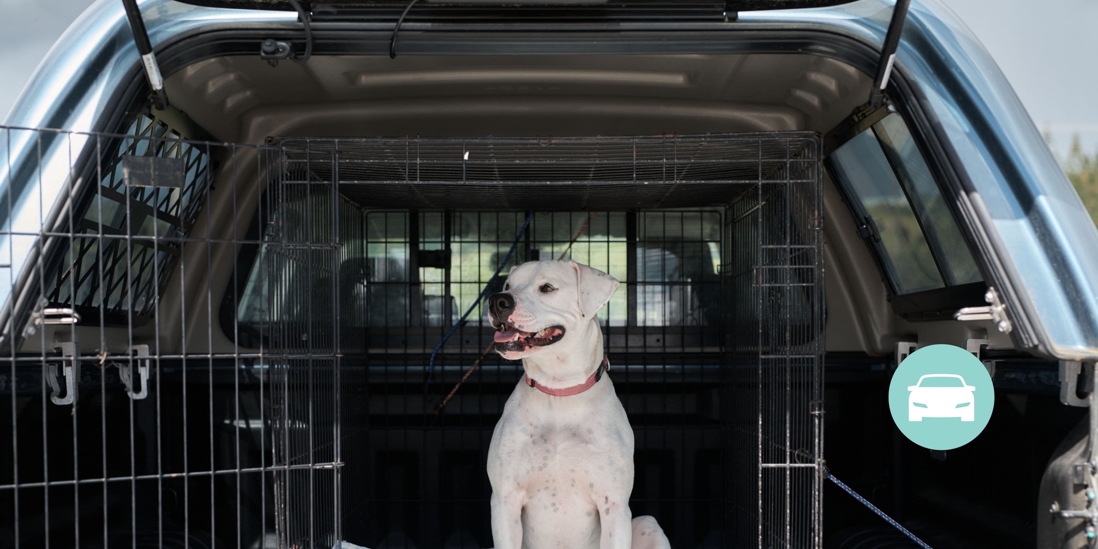 Safe Beds For Pets - Transport