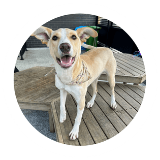 Obie dog