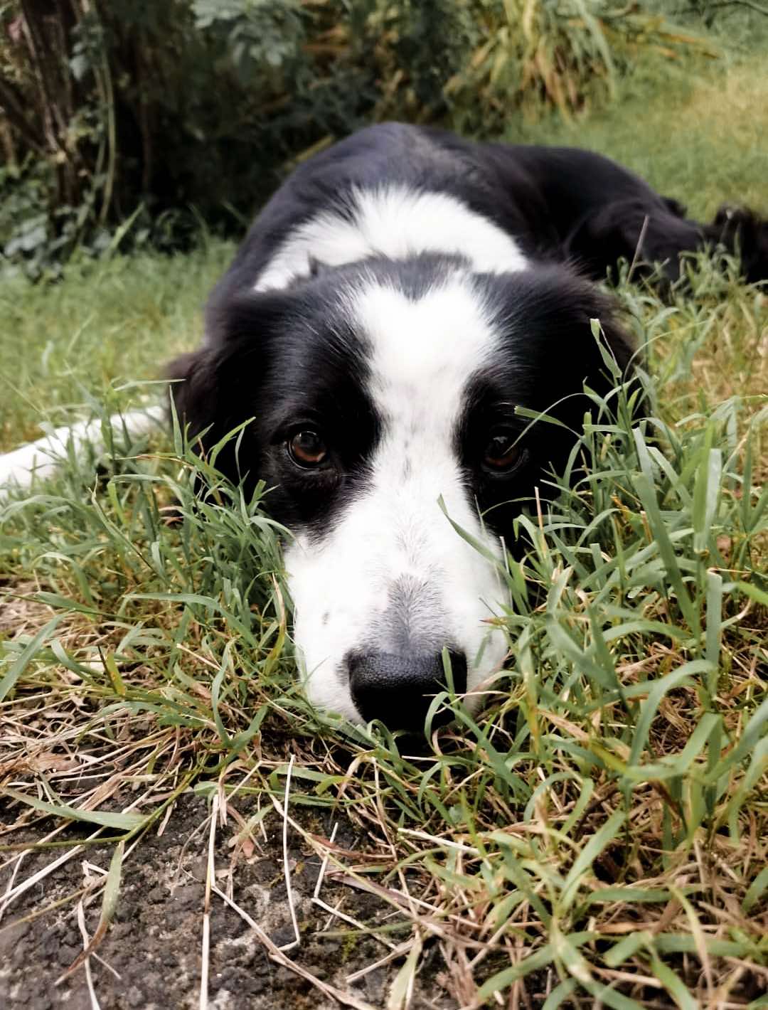 Snowy the dog