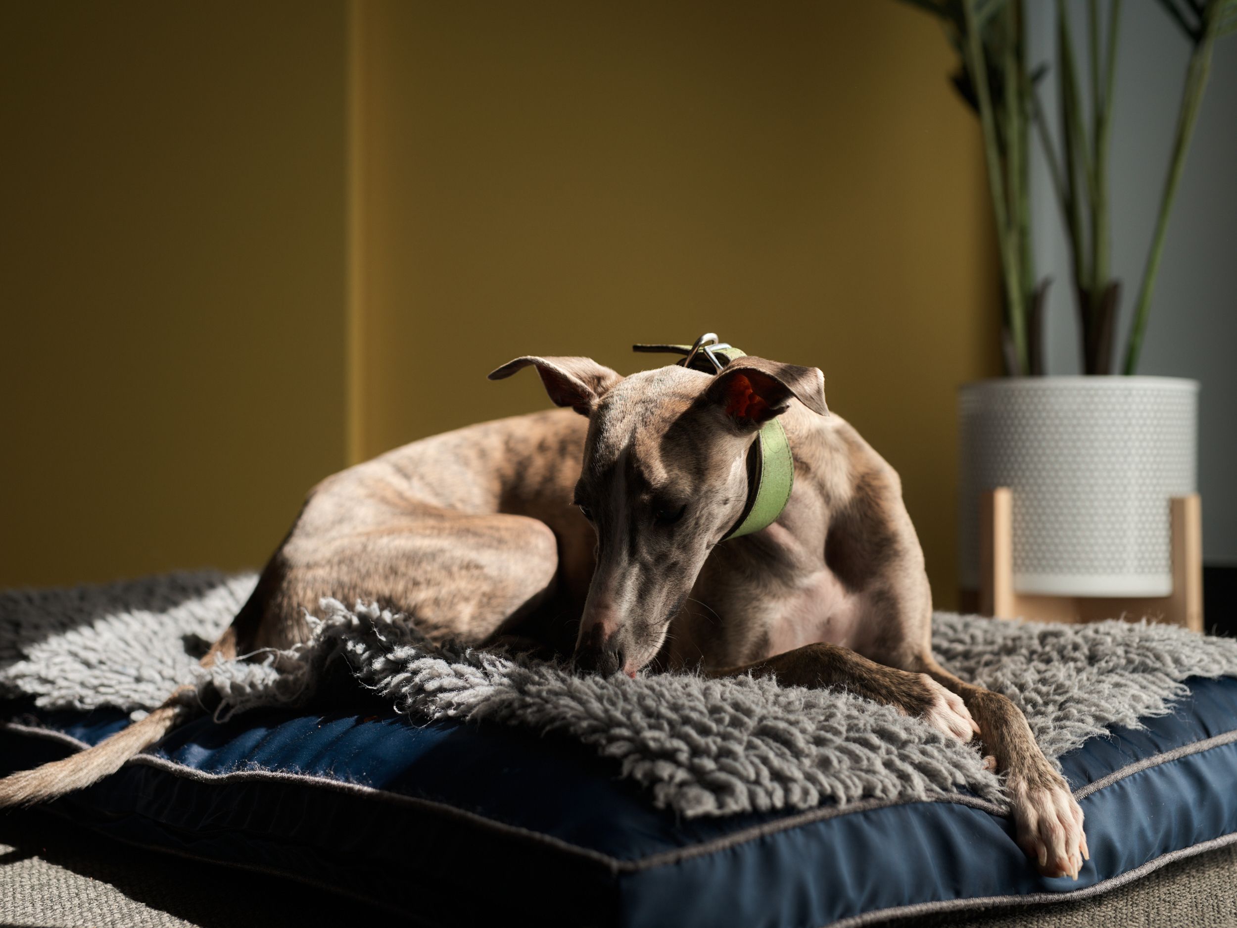 dog relaxing on a bed